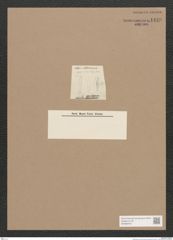 Diatomeae indet. Zeichnungen Sammlung Grunow Nr. 1449 (NHMW-BOT-W0368442)